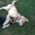 dog park Newton MA Massachusetts New Off Lease Dog Parks