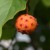 Kousa Dogwood fruit edible Newton MA