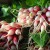 radishes, land's sake farm, Weston, Newton