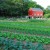 Newton Community Farm