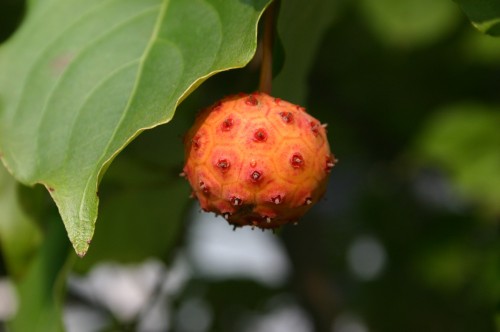 Kousa Dogwood fruit edible Newton MA