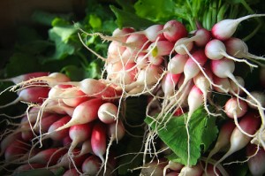 radishes, land's sake farm, Weston, Newton