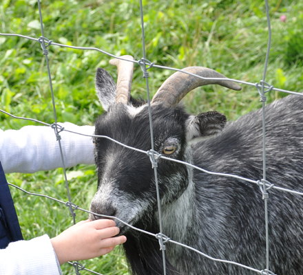 Belkin Family Lookout Farm Free Open House