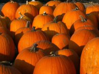 Free pumpkins at Belkin Lookout Family Farm