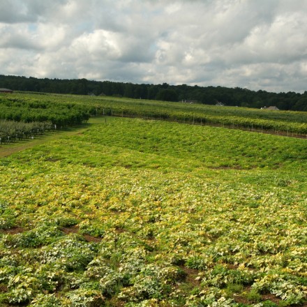 Belkin Family Lookout Farm Open House Weekend