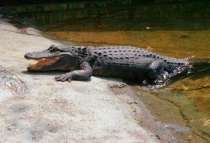 Stone zoo new alligator exhibit