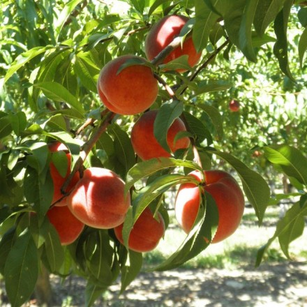 U Pick at Belkin Family Lookout Farm Begins