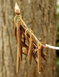 Watering Plants Through Fall (Advice from Mahoney's )