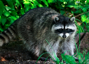 rabies alert in west newton due to raccoon