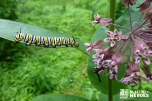 Submit a Photo and Help Save the Monarch Butterfly