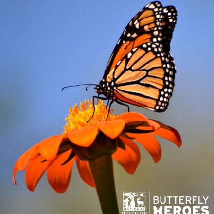 Submit a Photo and Help Save the Monarch Butterfly