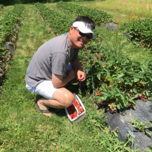 Strawberry Picking in Taunton