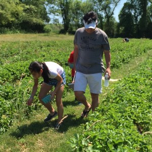 Strawberry Picking in Taunton