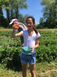 Strawberry Picking in Taunton