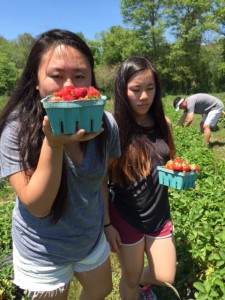 Strawberry Picking in Taunton