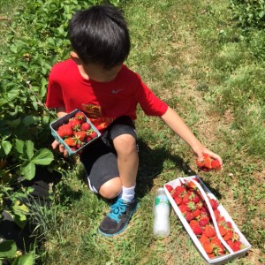 Strawberry Picking in Taunton