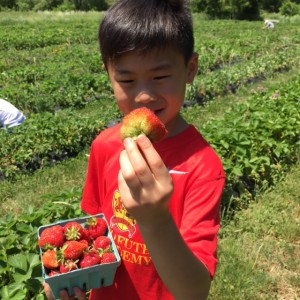 Strawberry Picking in Taunton