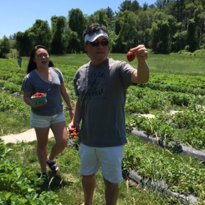 Strawberry Picking in Taunton