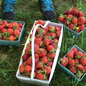 Strawberry Picking in Taunton