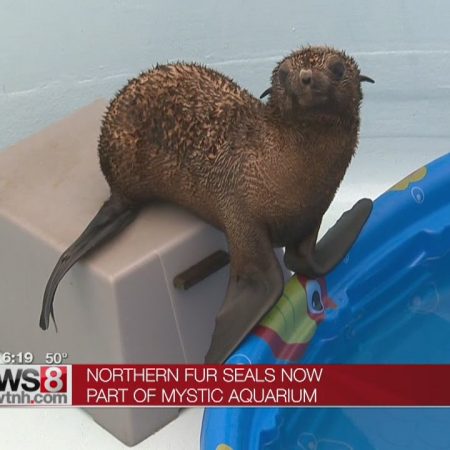 Rescued Fur Seal Pups at Mystic Aquarium