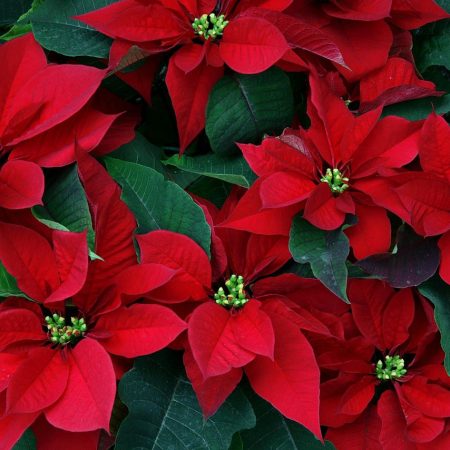 Poinsettia Festival